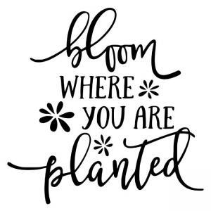 Bloom-where-you-are-planted